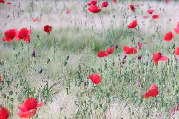 A beautiful field of red poppies