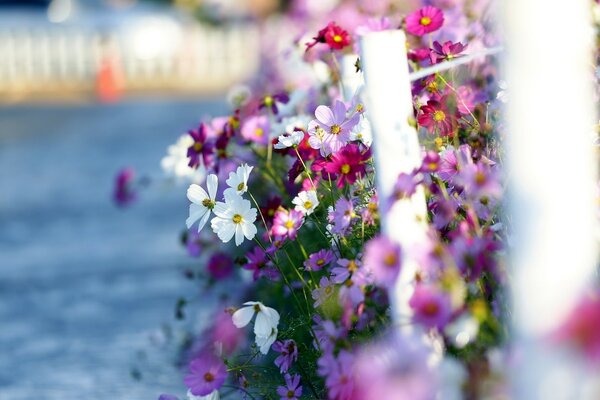 Helle Blumen auf einem Wasserhintergrund