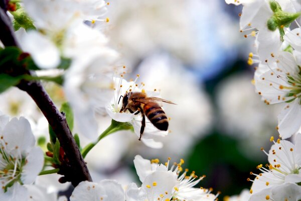 Eine Biene extrahiert Nektar aus Kirschblüten