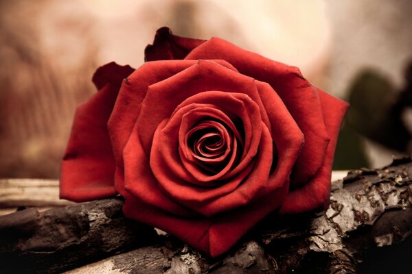 Niesamowity pączek czerwonej róży