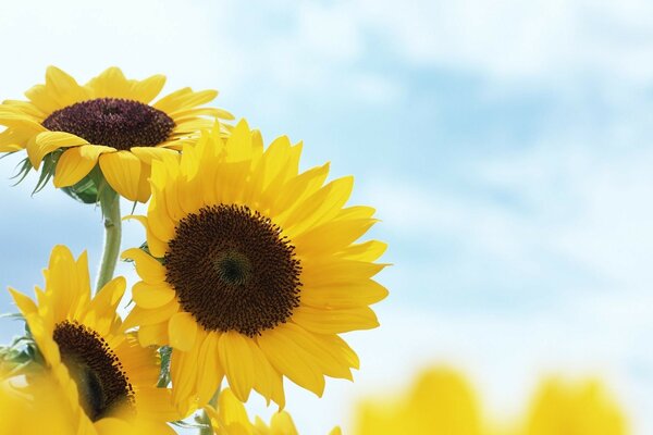 Three yellow black sunflower flowers