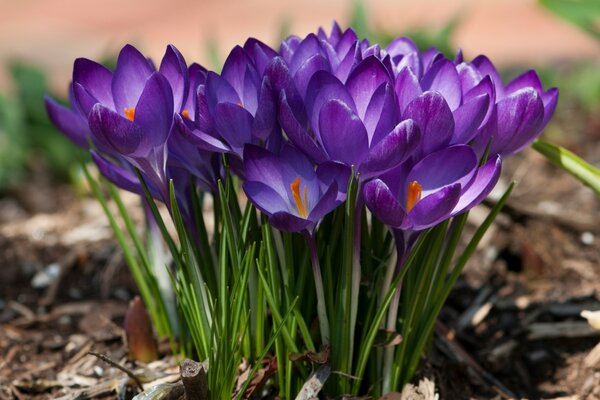 Blooming first spring flowers