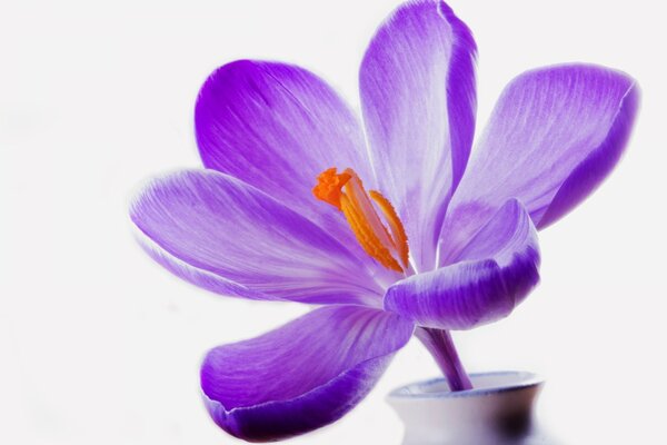 Purple lilac flower in a vessel