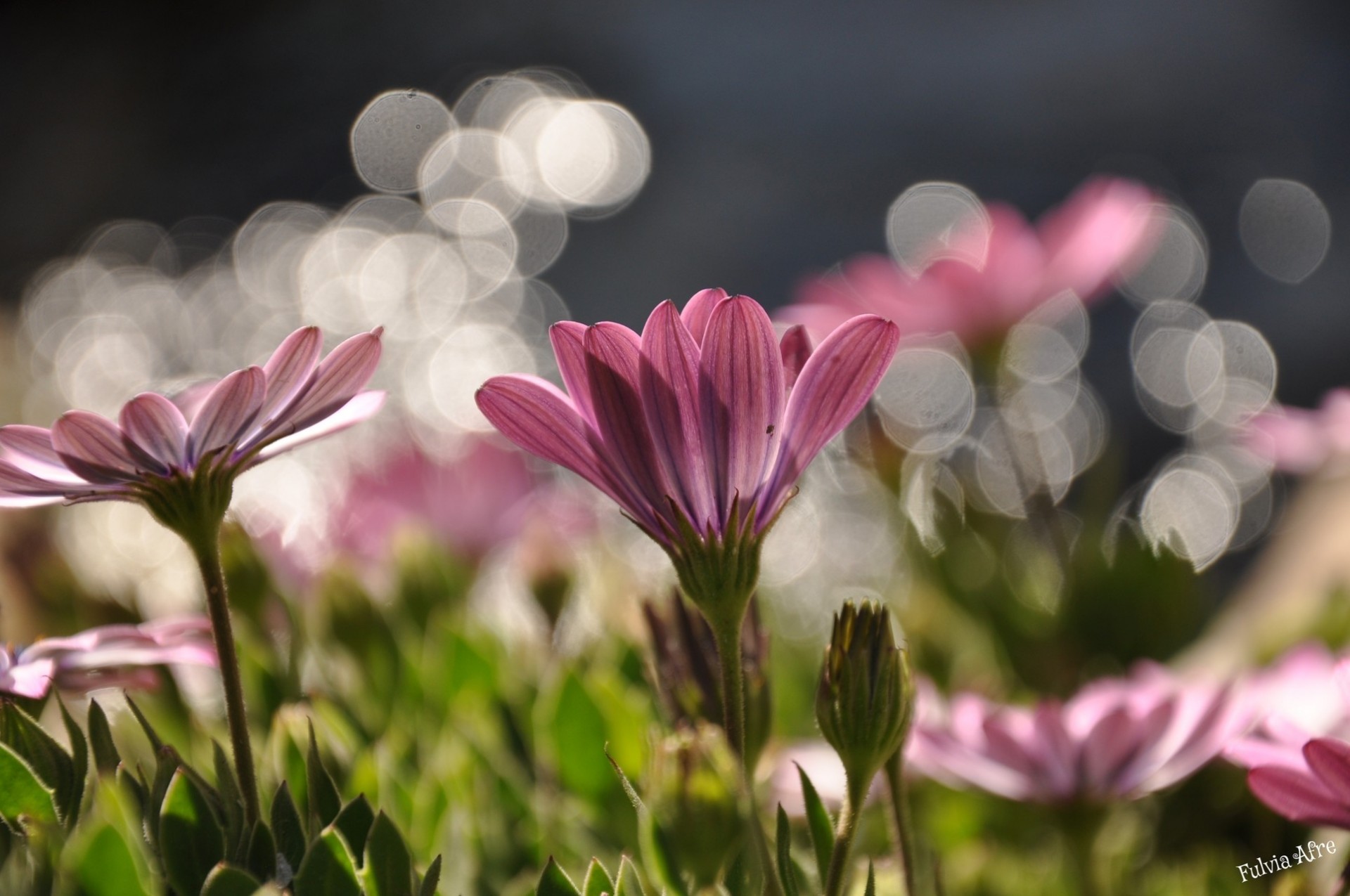 rose bokeh fleurs