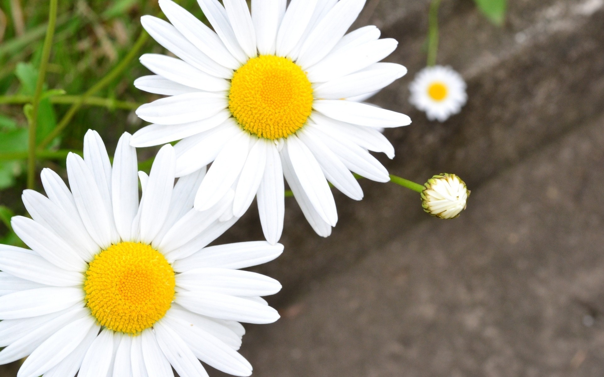 flower daisy chamomile background blur wallpaper white petal