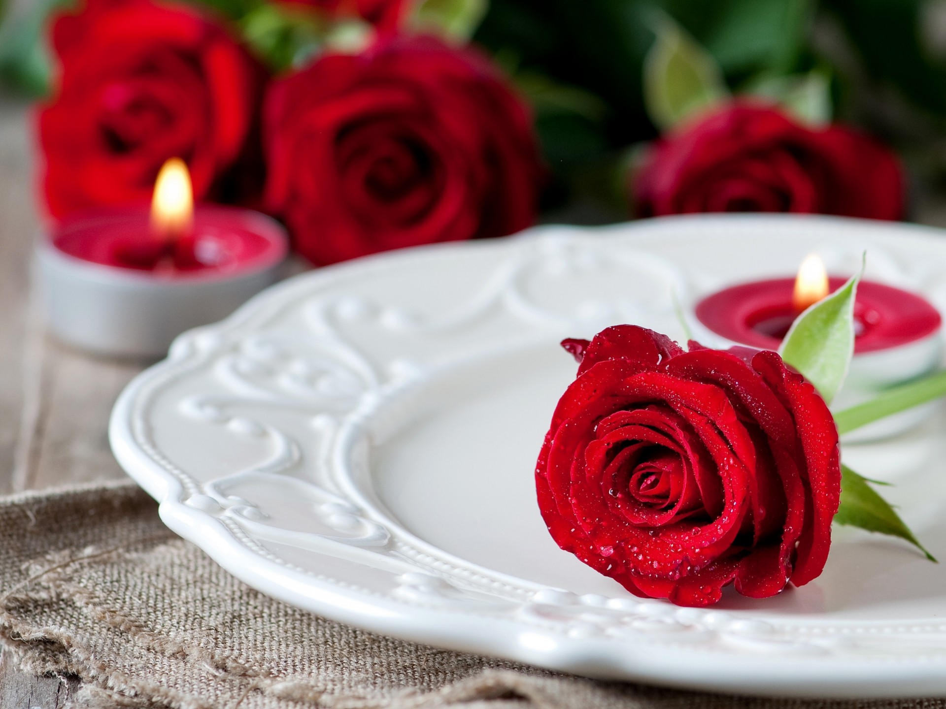 rose fällt rot blumen kerzen schild perlen knospe