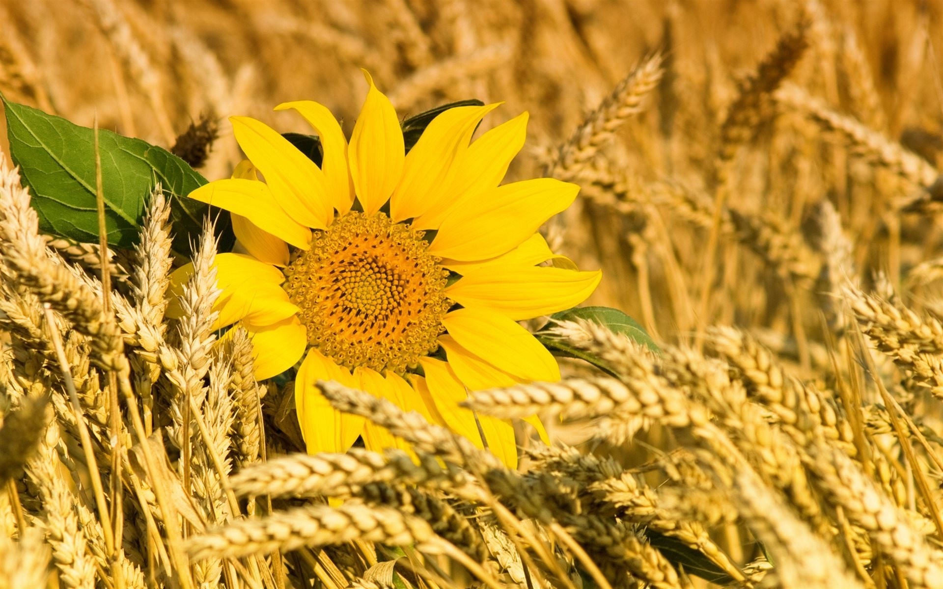 sonnenblumen ähren