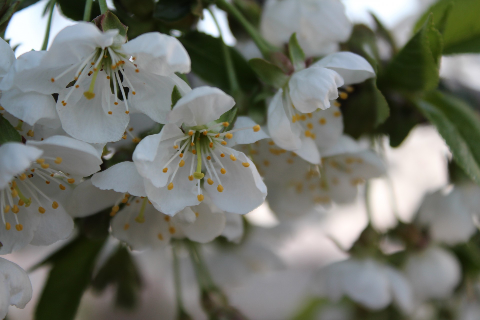 cerises printemps sakura