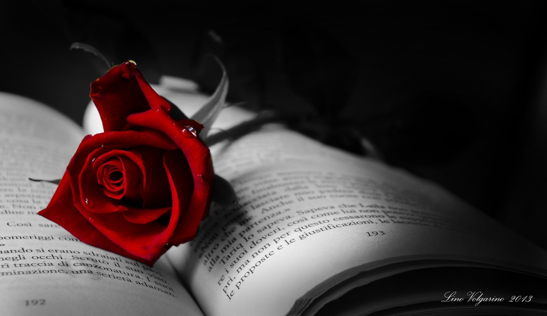 книга роза цветок