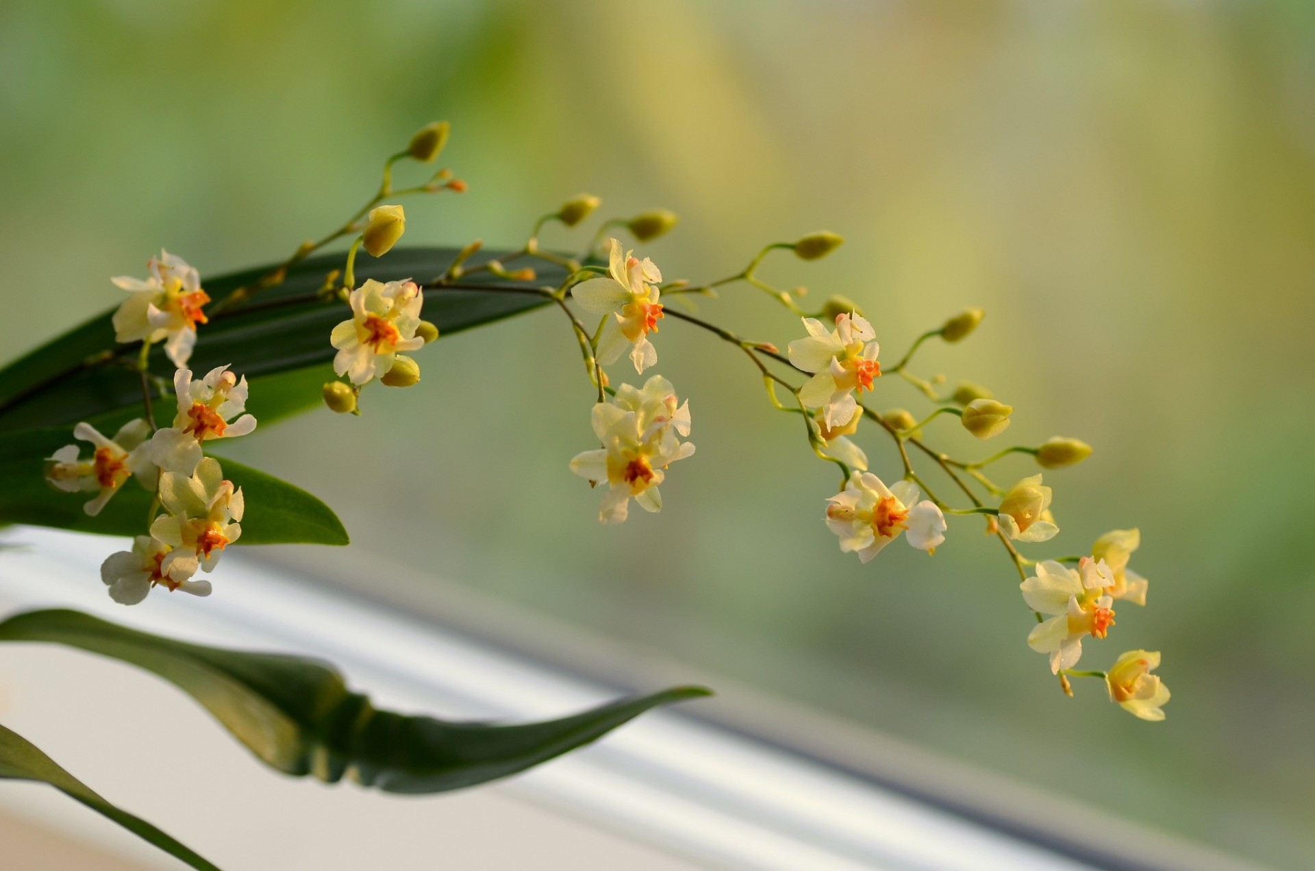 fond jaune fleurs orchidée branche