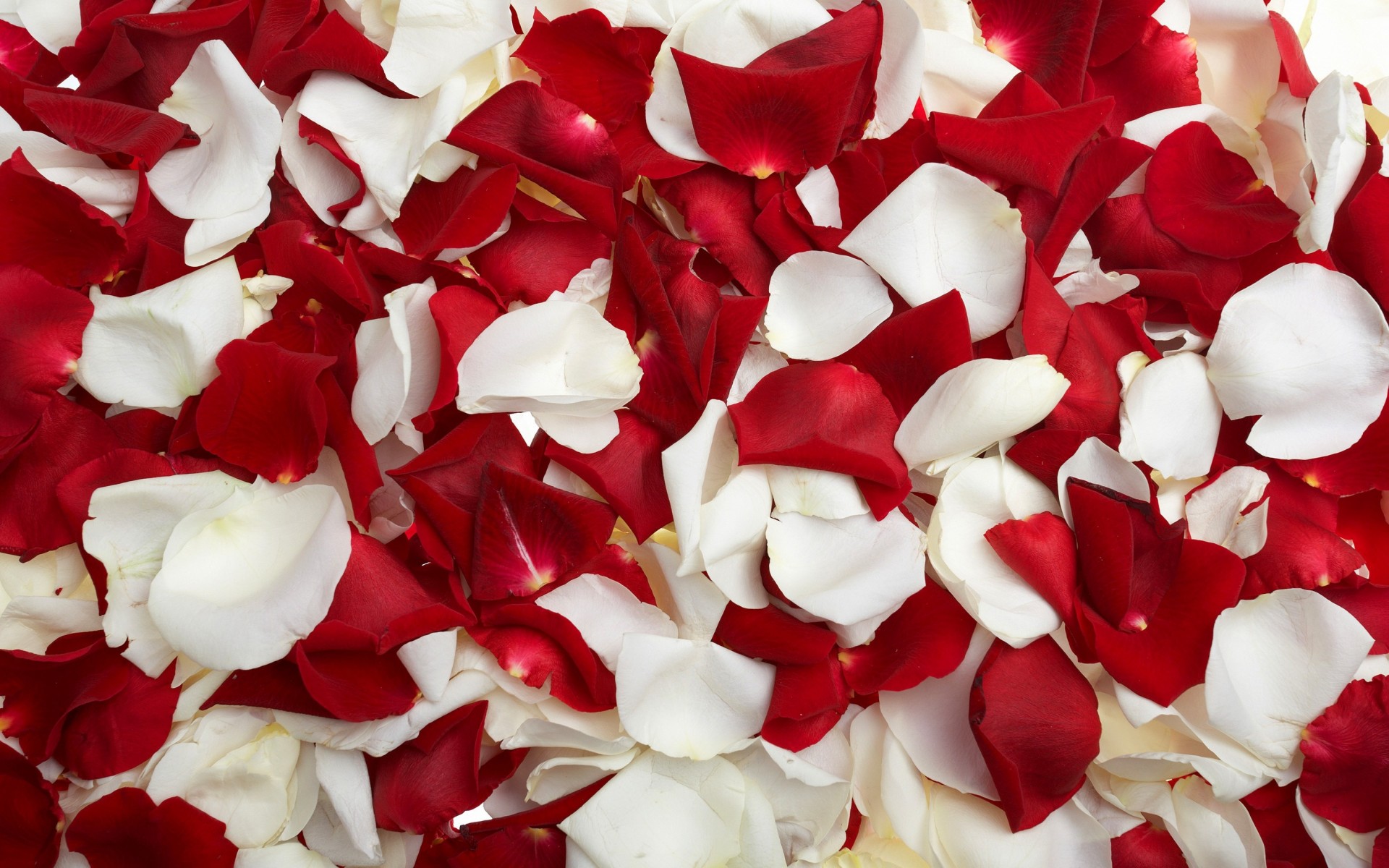 rose white petals red