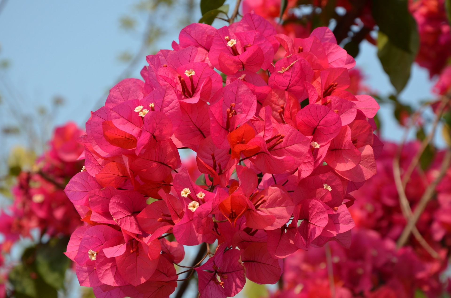 beautiful flower summer branches nature