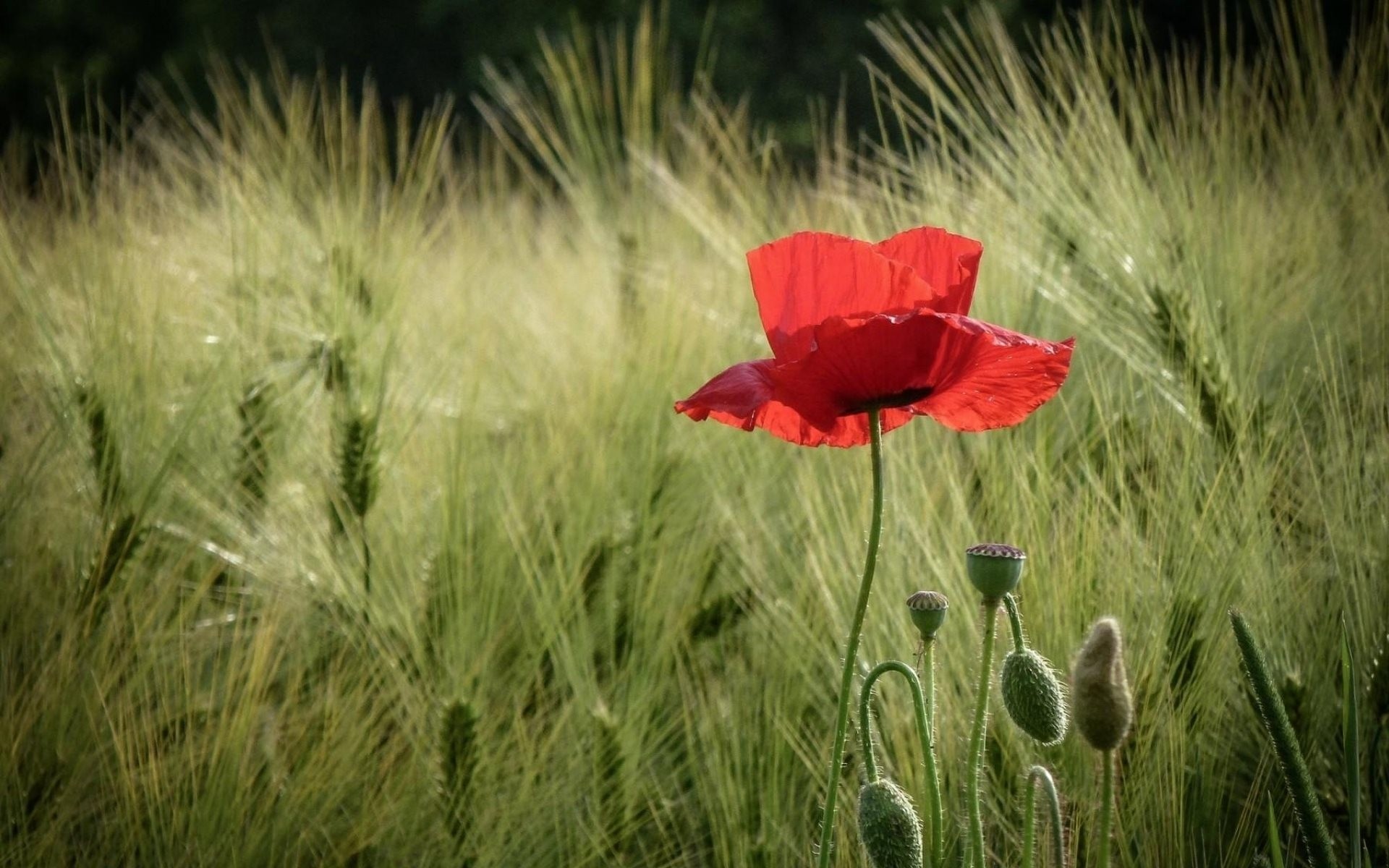 blé coquelicots épis