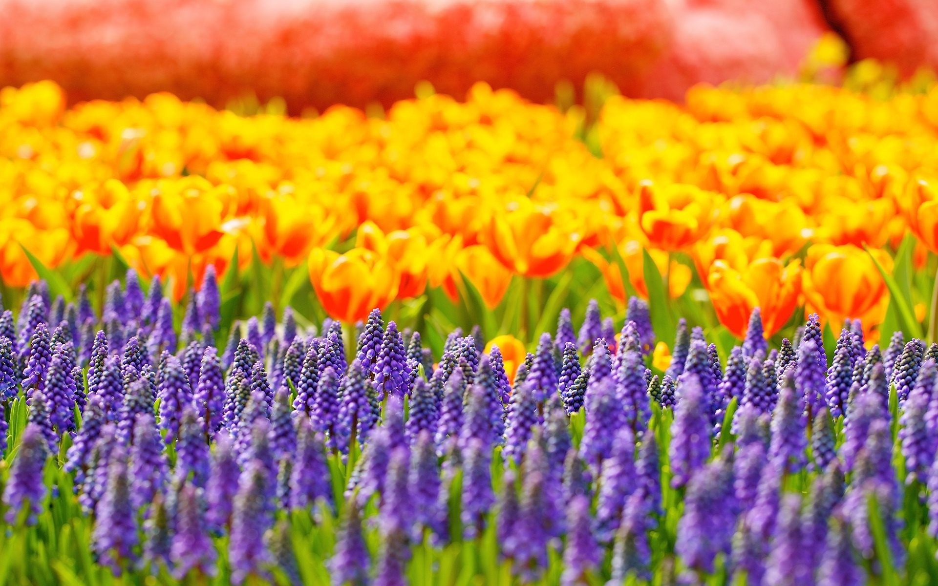 tulipanes flores reflejos muscari