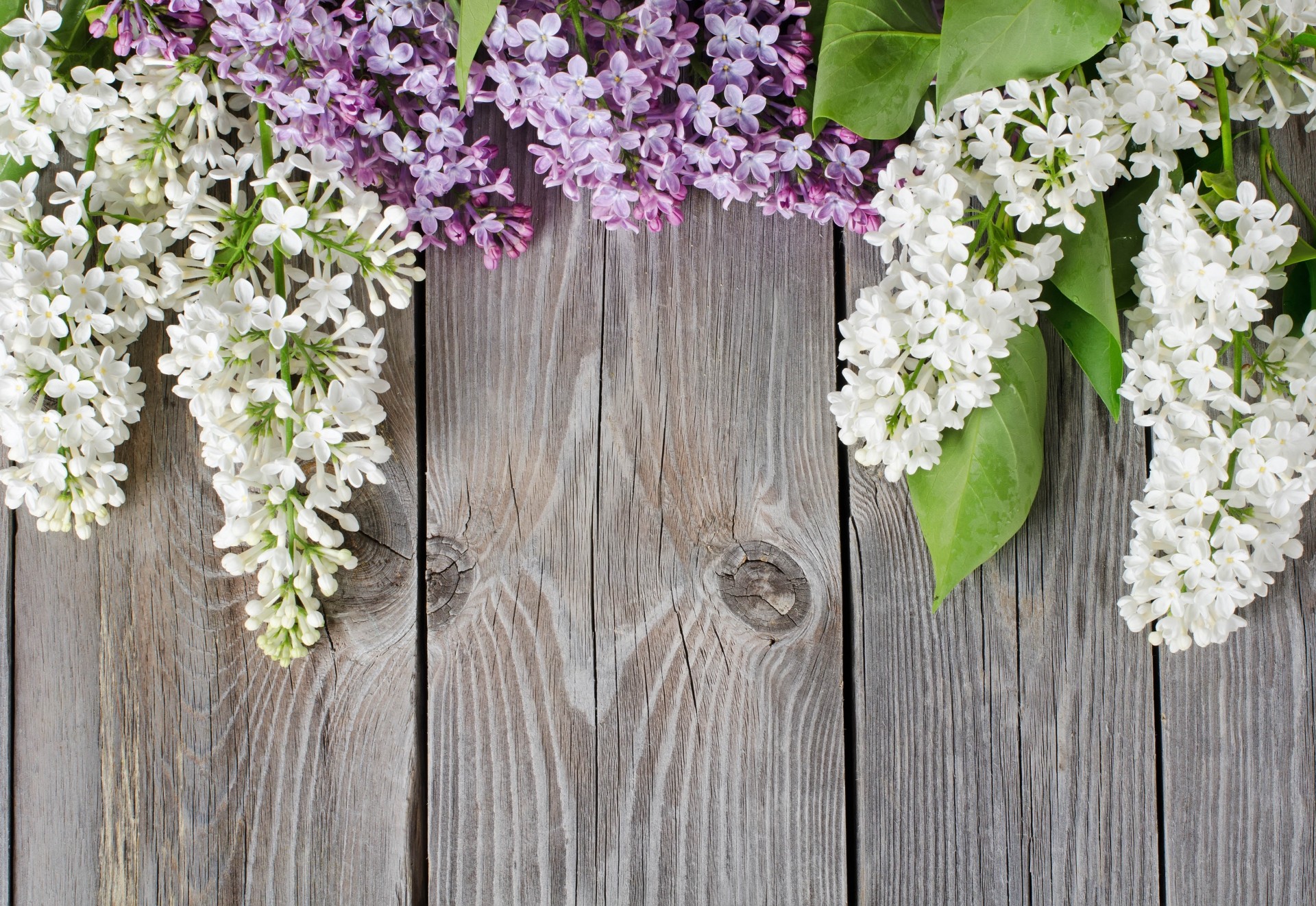 flieder tafel hintergrund baum