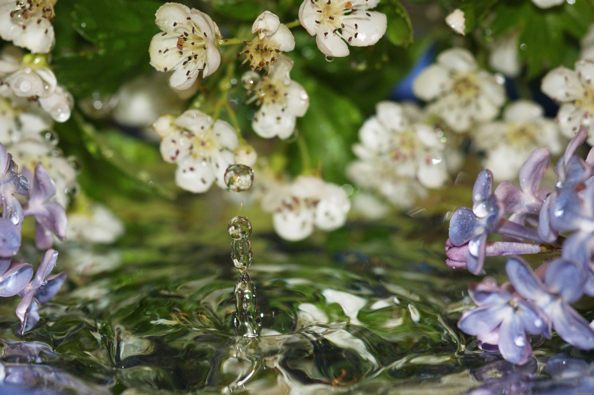 fällt blumen wasser flieder makro frühling