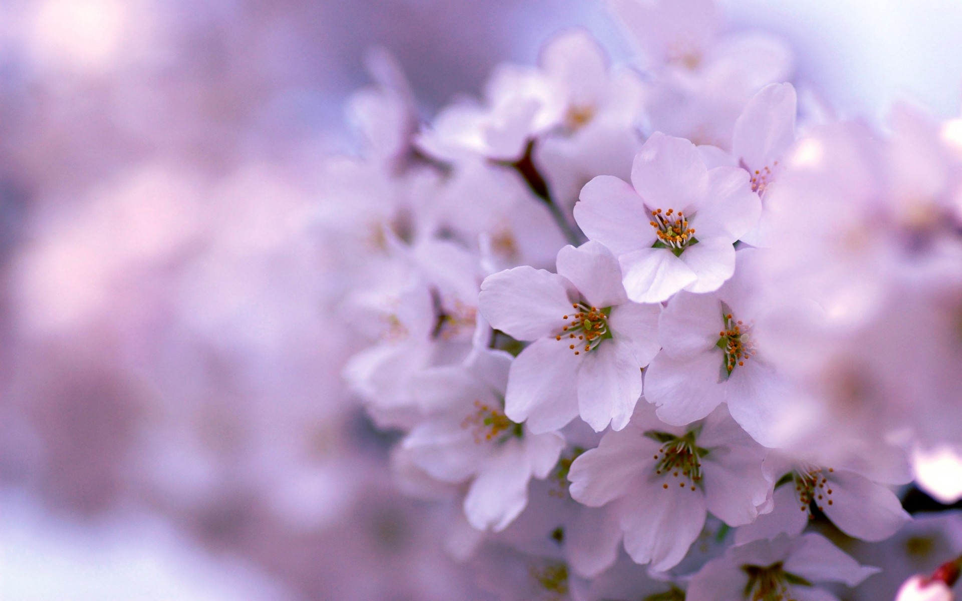 flieder blüte frühling baum