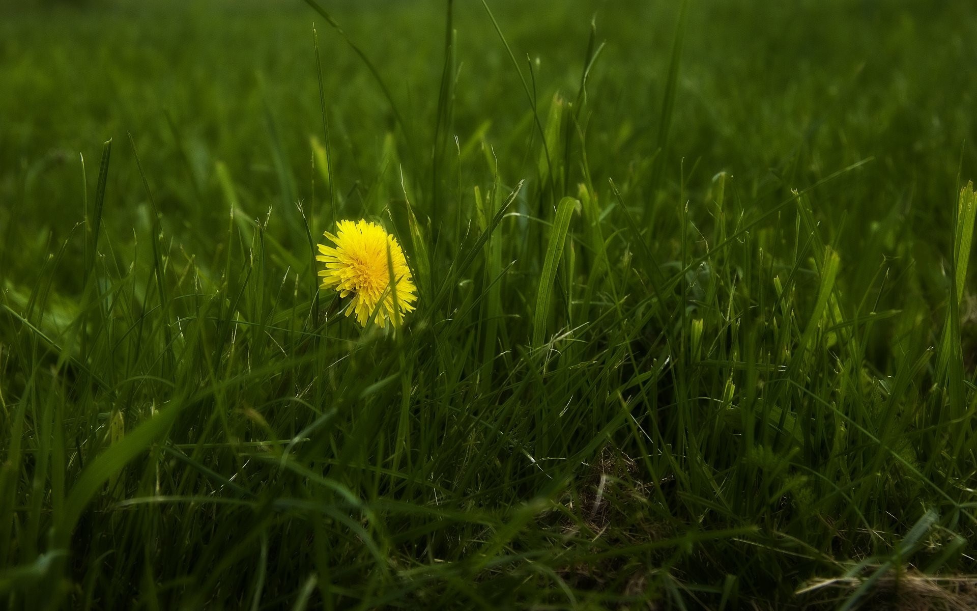 fleurs nature herbe photo papier peint gros plan