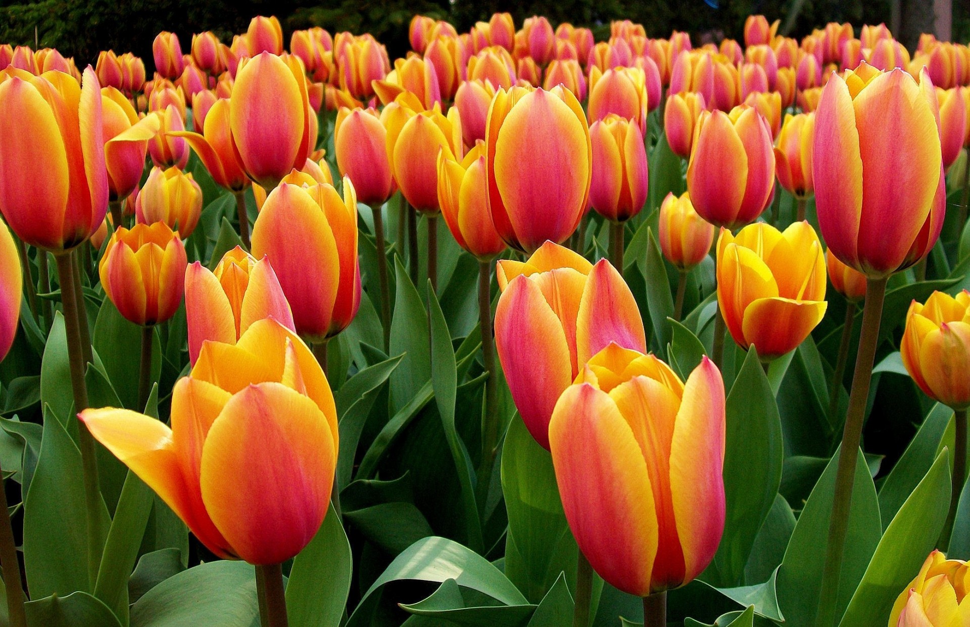 champ parterre de fleurs prairie pétales tulipes