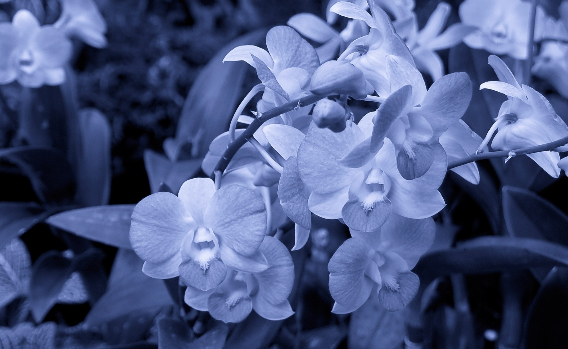 stiele weiße blüten blütenblätter