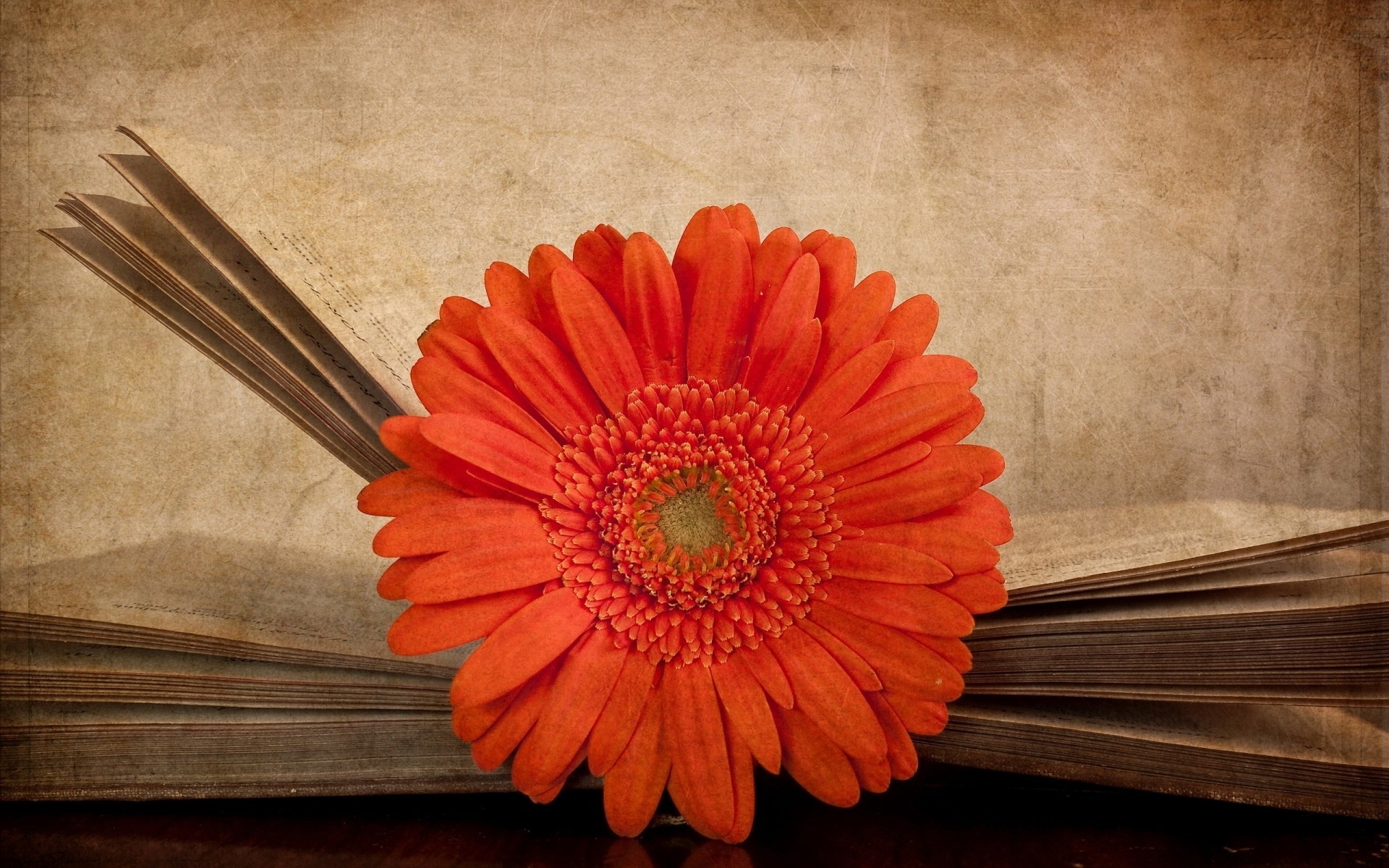 macro struttura gerbera vintage libri