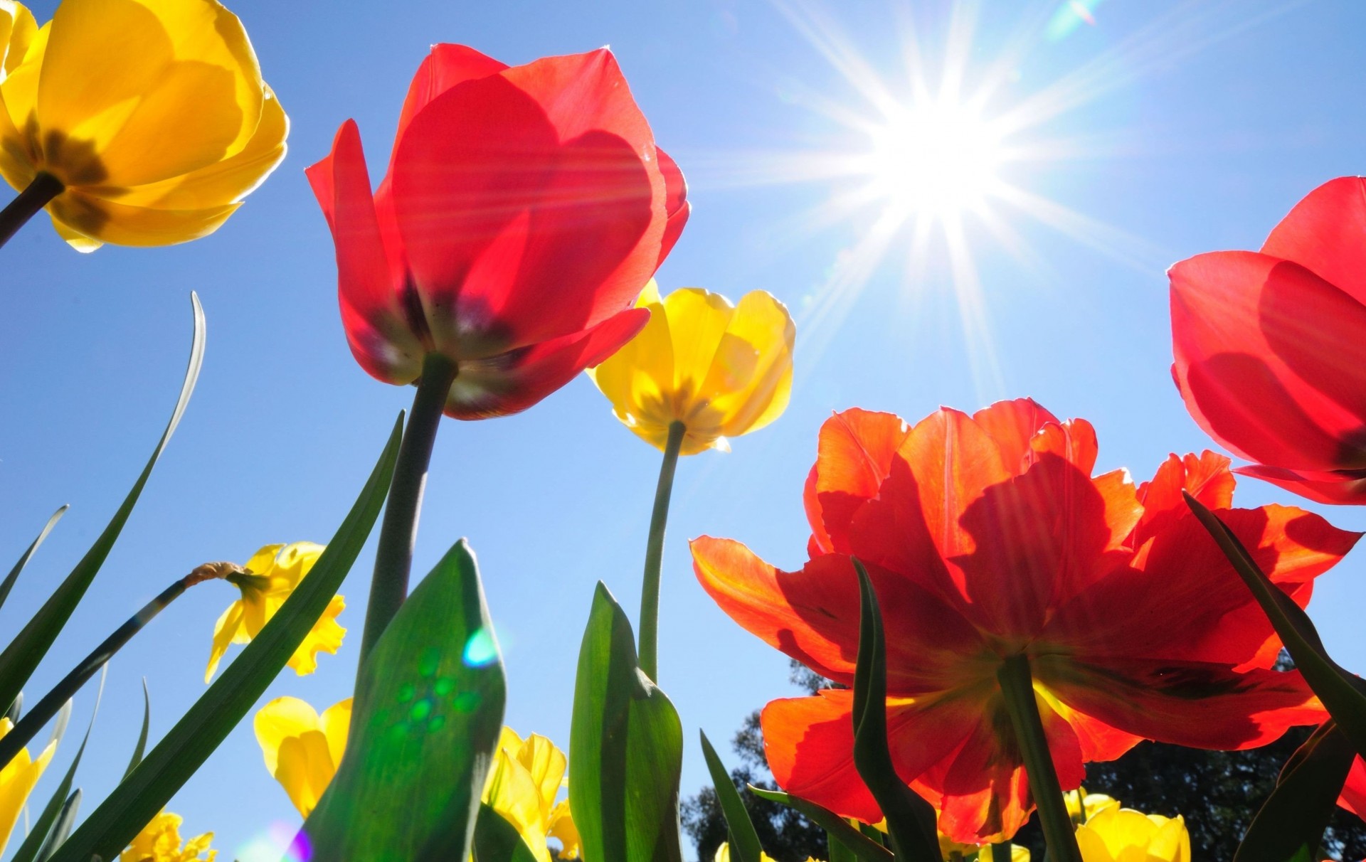 blumen widesc hintergrund tapete gelb sonne himmel tulpen feld rot