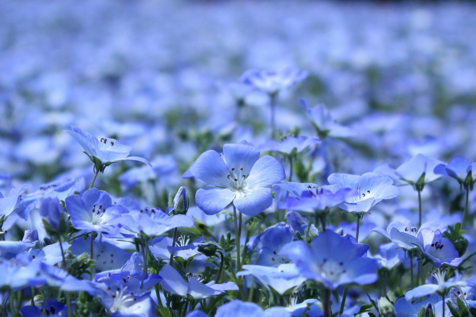 gens été fleurs plantes lin bleu pétales