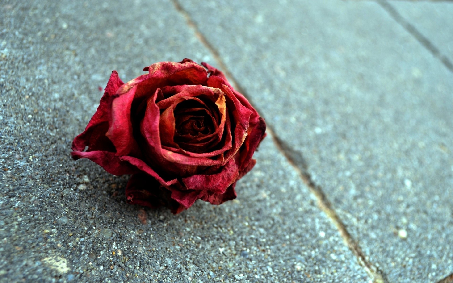 rose red flower close up