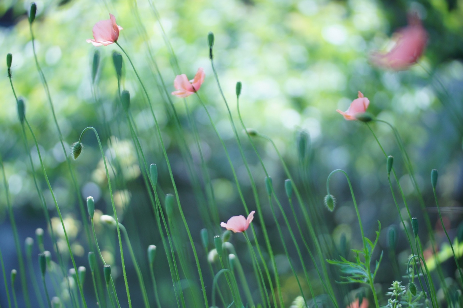 the field pink poppies buds seed