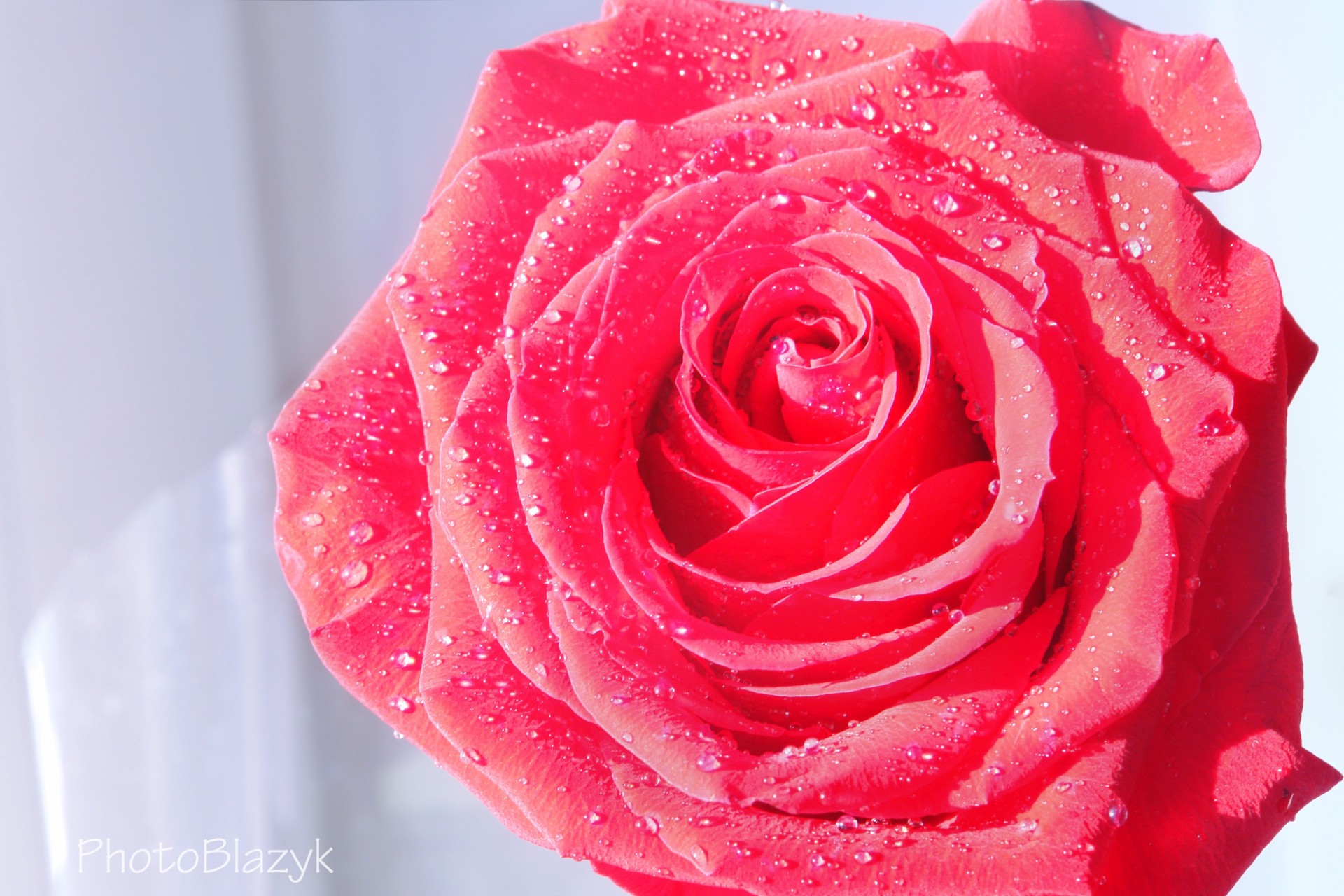 rose blume fällt wasser scharlachrot blütenblätter