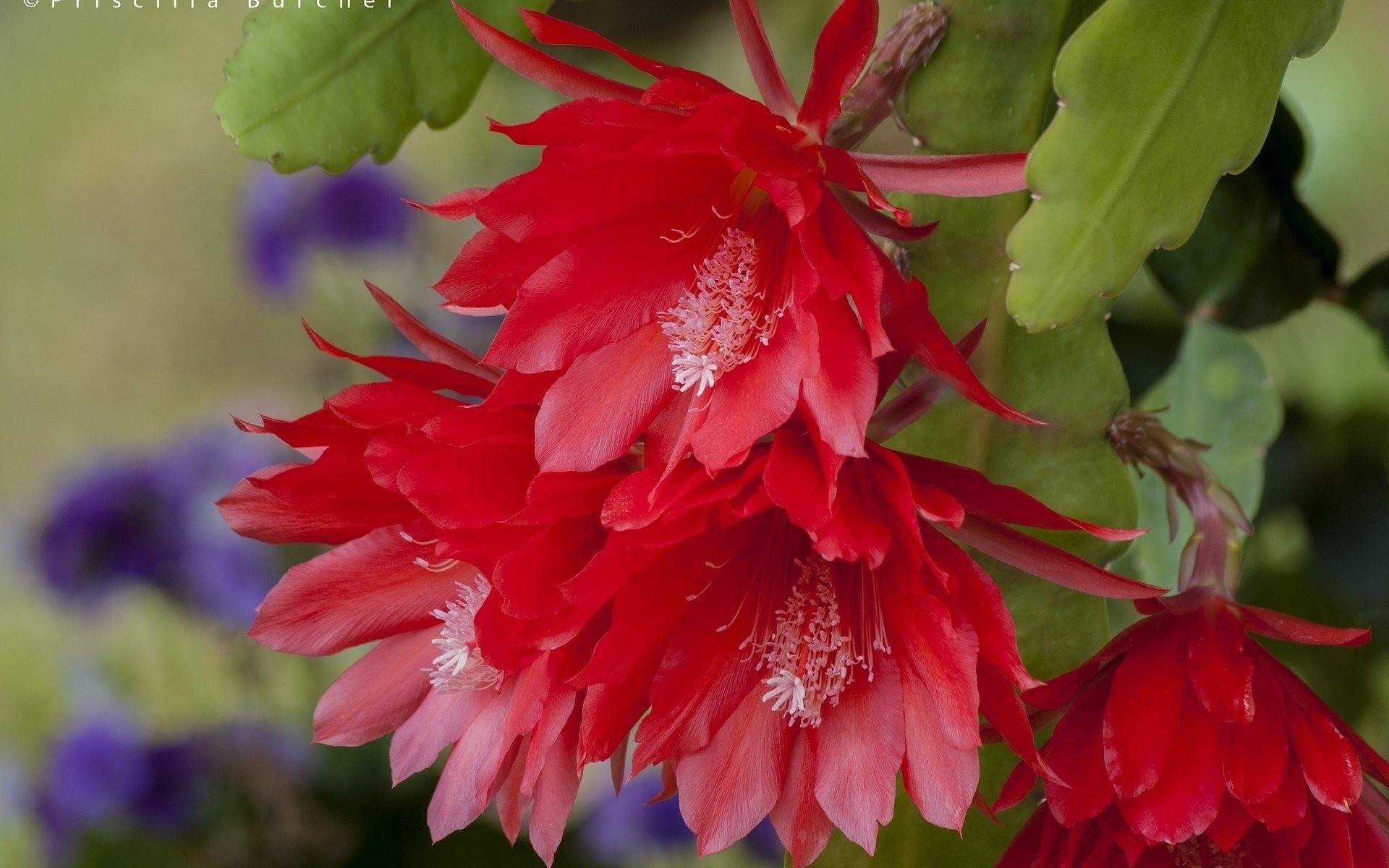 makro kaktus blüte makro