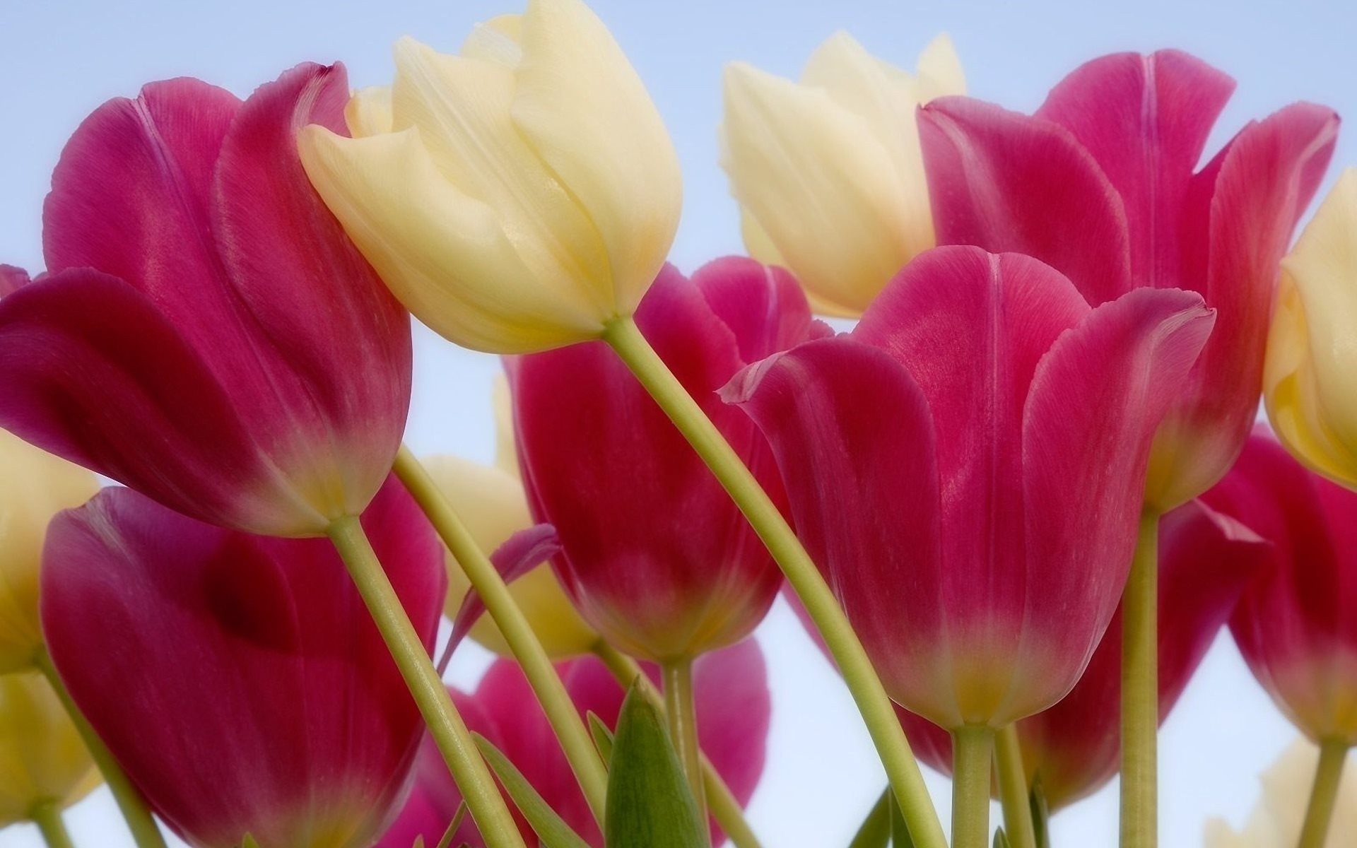 tulpen stiel blumen rosa weiß