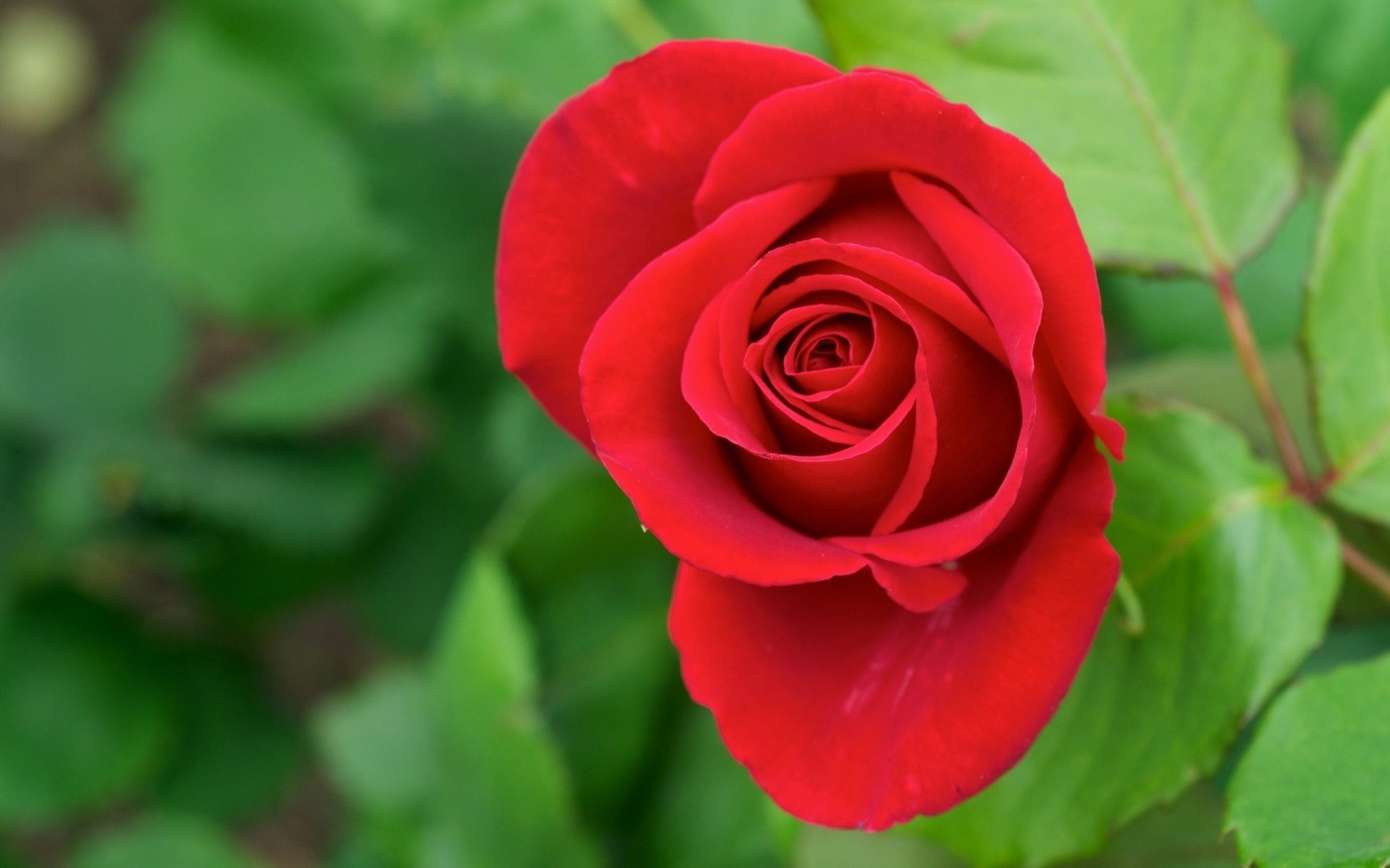 foglia rosa verde bocciolo rosso petali