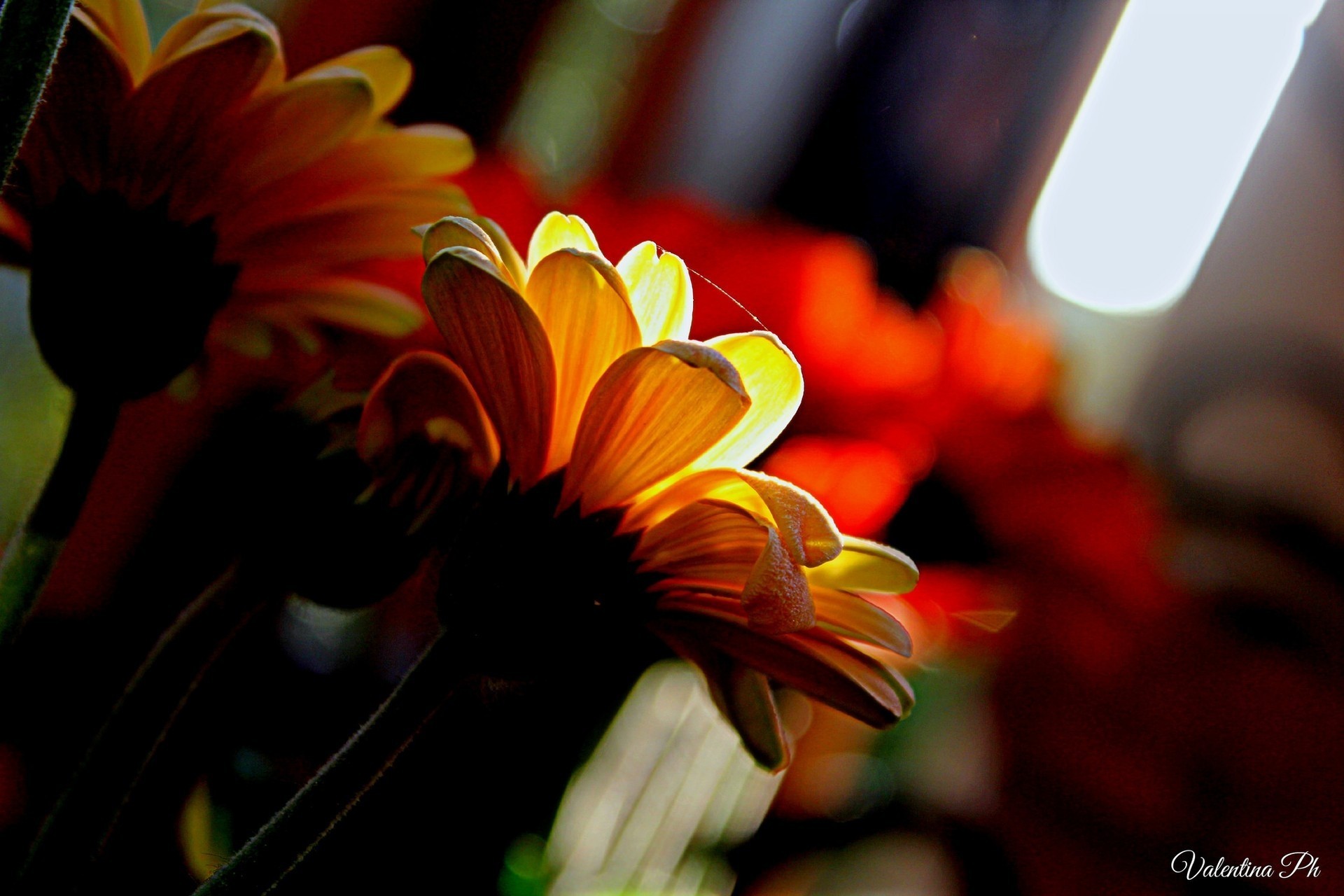 light petals orange yellow flower