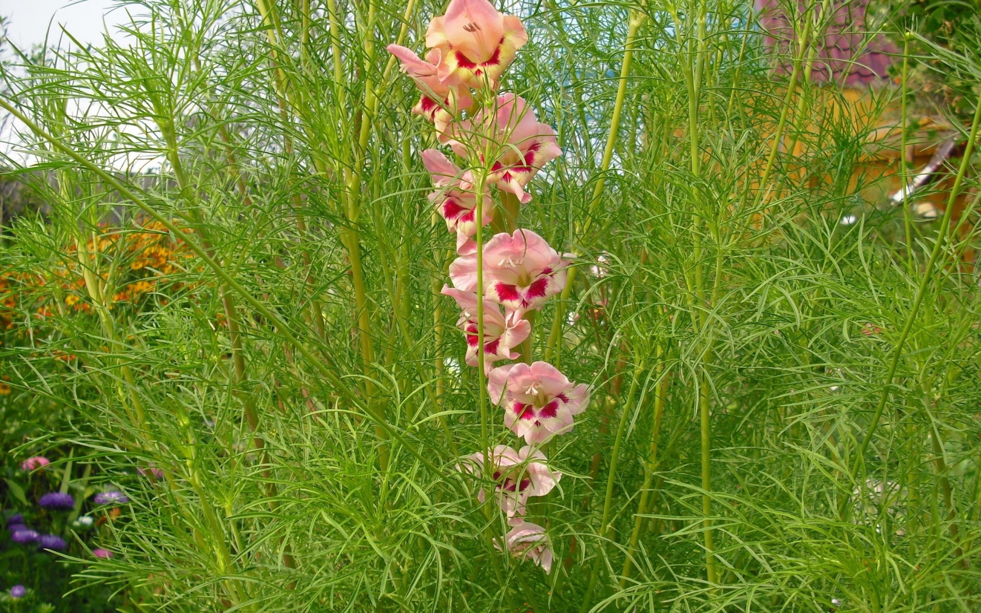 flor parterre