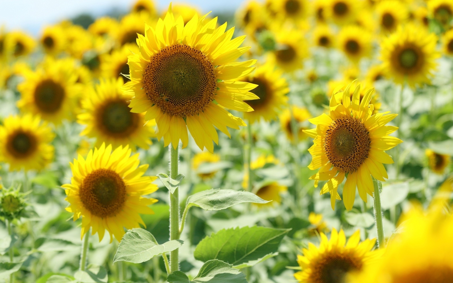 blumen hintergrund tapete gelb sonne feld sonnenblumen