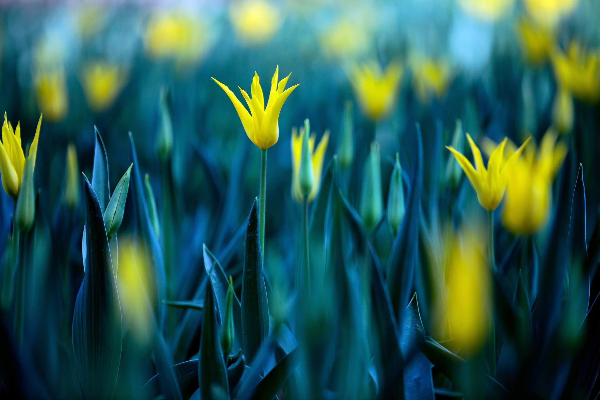 many yellow flower tulip