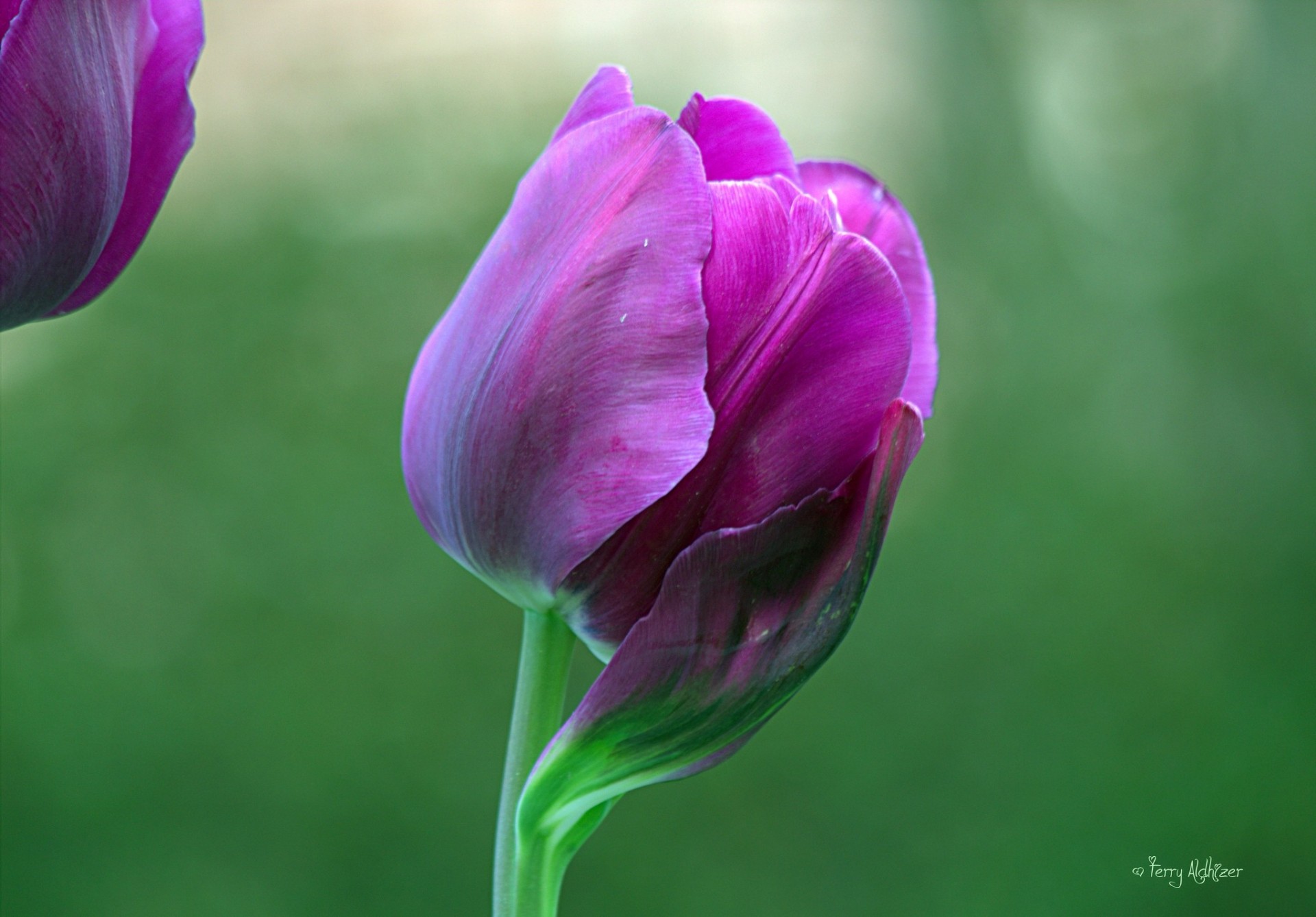 makro kwiat tulipan fioletowy płatki