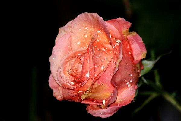 Бутон розы с капельками росы