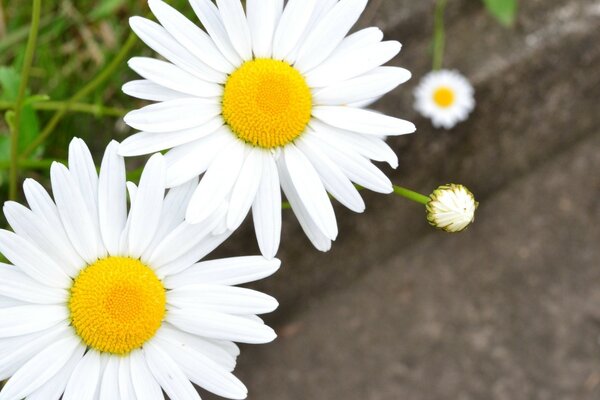 Deux fleurs de camomille près de la route