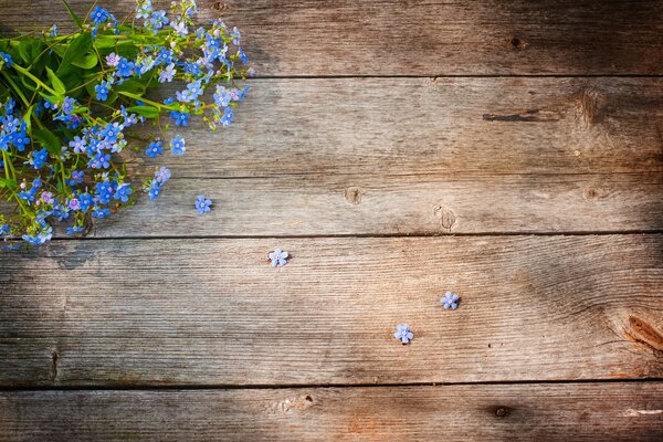 Bouquet of forget-me-nots on a wooden background