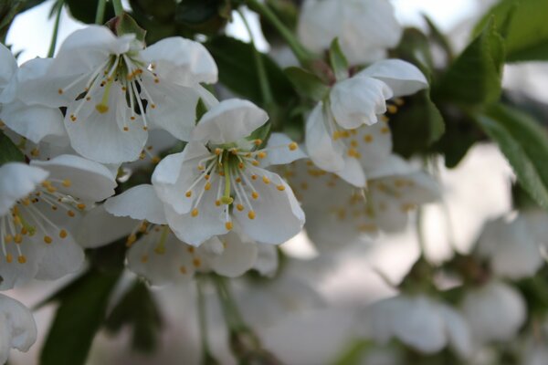 Fiori di ciliegio in un giorno di primavera