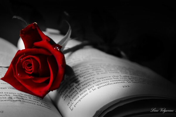 Rose rouge vif couché sur un livre ouvert