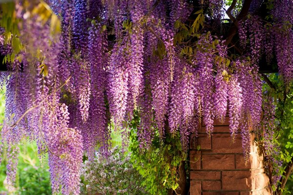 Beautiful summer blooming in the garden