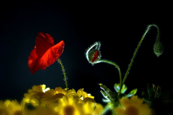 Coquelicot rouge parmi les couleurs vives jaunes