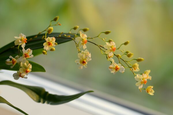 Ramo di orchidea in fiore su sfondo verde