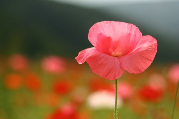 Red poppy in the macro lens