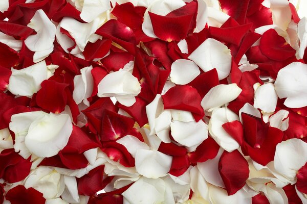 Amoklauf der Blütenblätter weißer und roter Rosen