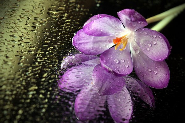 Purple flower with water drops