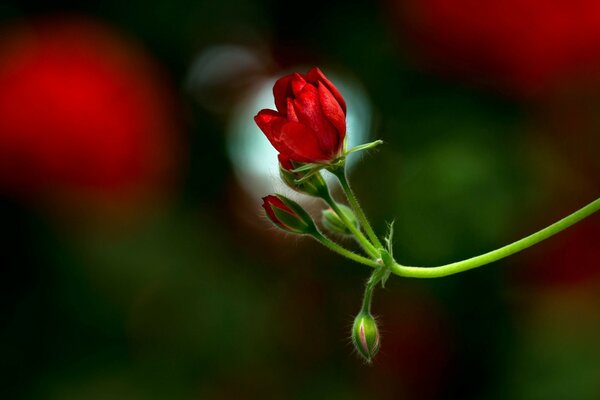 Bourgeons d une fleur rouge vif